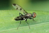 Geomyza tripunctata